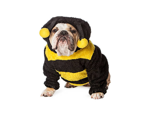 istock Angry Bulldog in Bumble Bee Costume 490777692