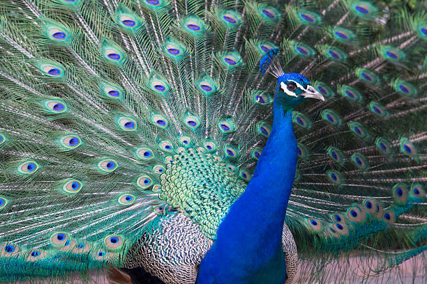 istock Peacock, Retiro Park, Madrid (Spain) 490778095