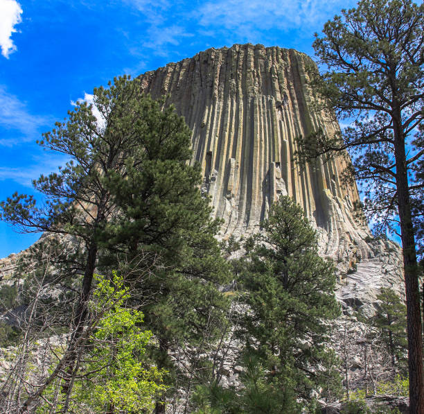 Devil's tower national monument in northeast Wyoming with copyspace and Bales of hay align in fields pointing way to Devil's Tower in Wyoming - site of Close Encounters of the Third Kind.