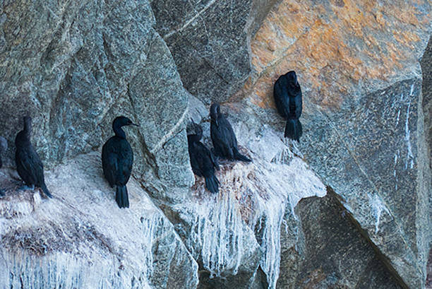 istock Bodega Bay California seascapes water and rocks 490779150