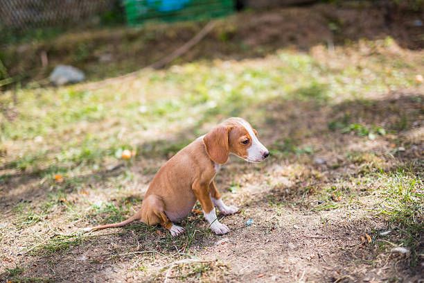 istock Dog puppies 490782824