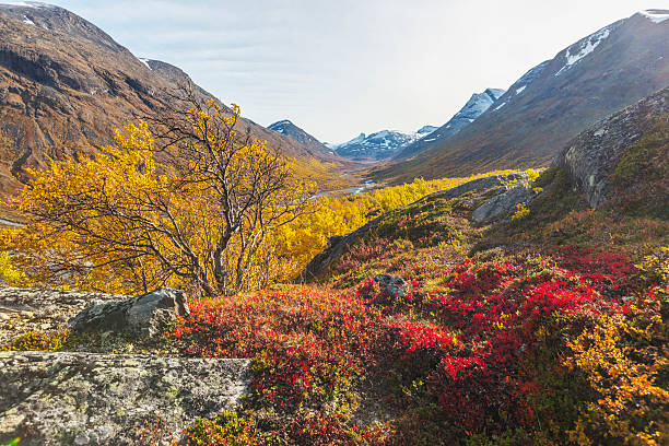 istock Mountain landscape with  yellow birch and colorful heather in fall. 490783570