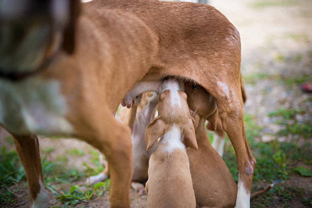 istock Sweet puppies having lunch 490783862