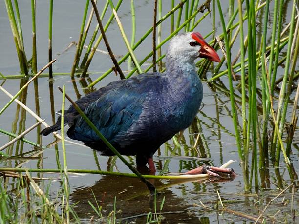 istock Grey-headed Purple Swamphen (Porphyrio poliocephalus) 490783938