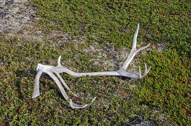 istock Antlers on the ground in tundra 490785042