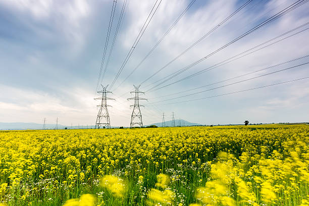 istock Yellow rapeseed flower field and blue sky with Electric post 490786232