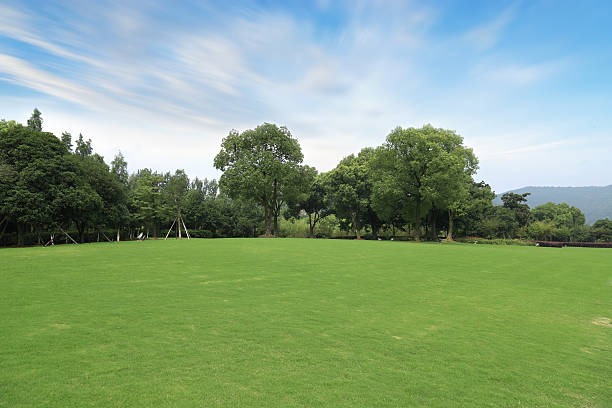 istock Large areas of grassland 490786332