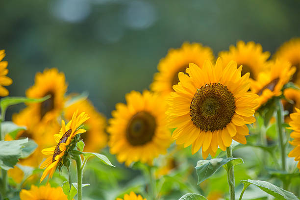 sunflower (himawari) - veld fotos stockfoto's en -beelden