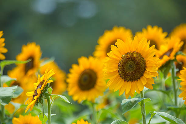 olej słonecznikowy (himawari - sunflower field flower yellow zdjęcia i obrazy z banku zdjęć