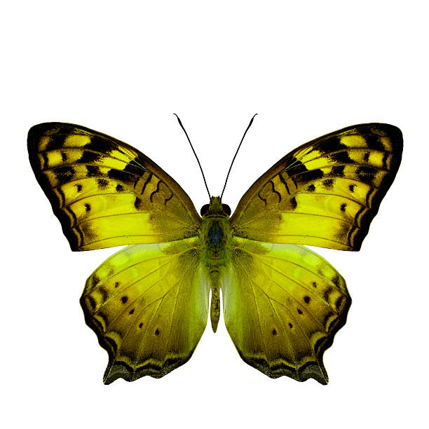 istock The beautiful yellow butterfly, Vagrant Butterfly stretch back w 490787524