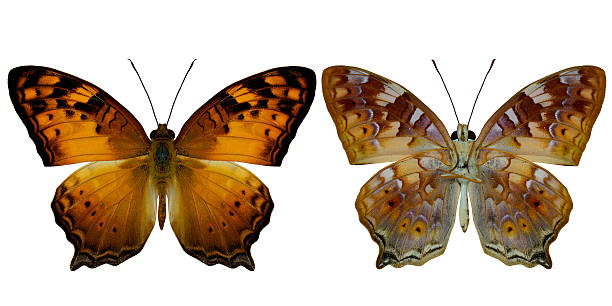 istock Set of Vagrant butterfly both upper and lower wing profile 490787700