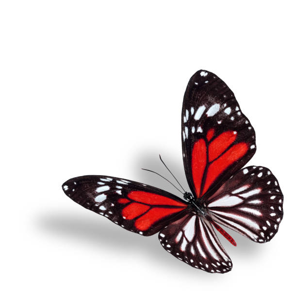 istock Exotic flyhing red butterfly on white background with soft shado 490787850