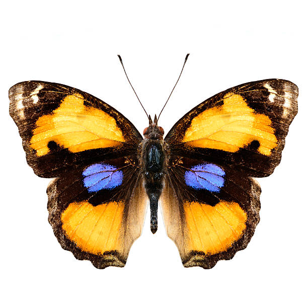 istock Exotic Yellow Pansy butterfly isolated on white background upper 490795418