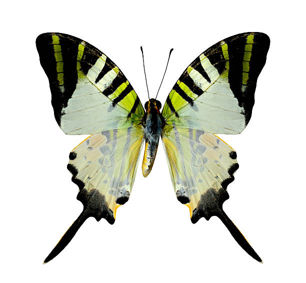 istock Fivebar Swordtail Butterfly upperwing profile in natural color i 490795456