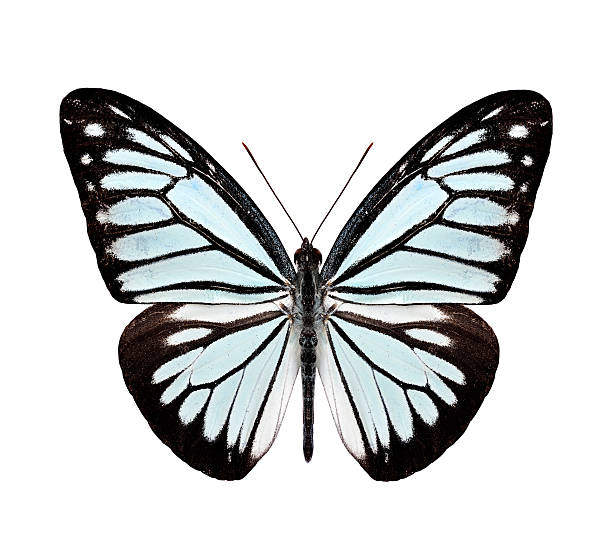 istock Common Wanderer Butterfly upper wing profile in natural color is 490795498