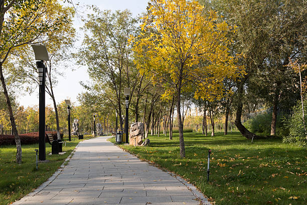 istock Colorful foliage in the autumn park. 490795594