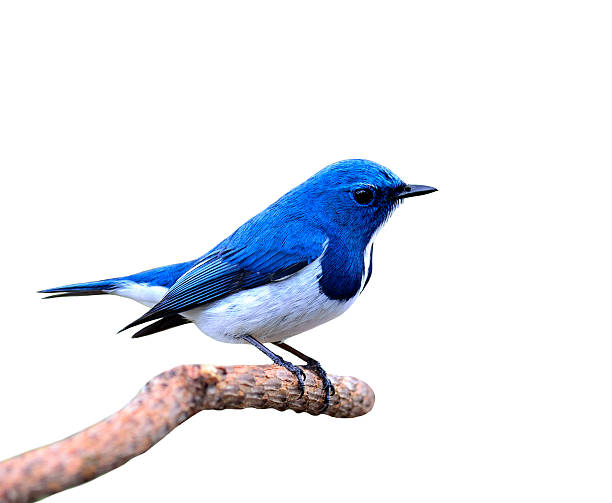 istock Beautiful blue bird, Ultramarine Flycatcher isolated on white ba 490795826