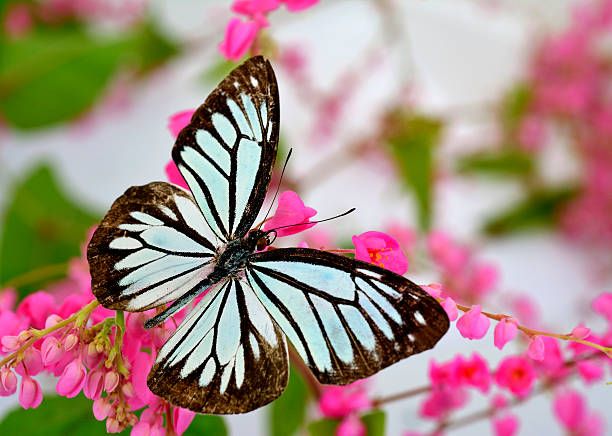 istock Pale Blue Tiger Butterfly perching on pink coral vine flower 490796016