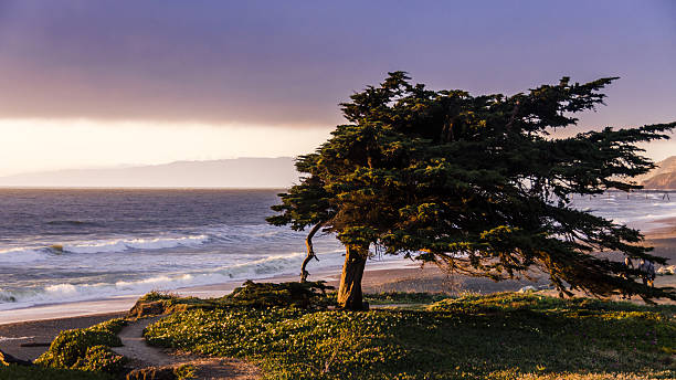 istock Windswept cypress tree along the northern California coast 490796176