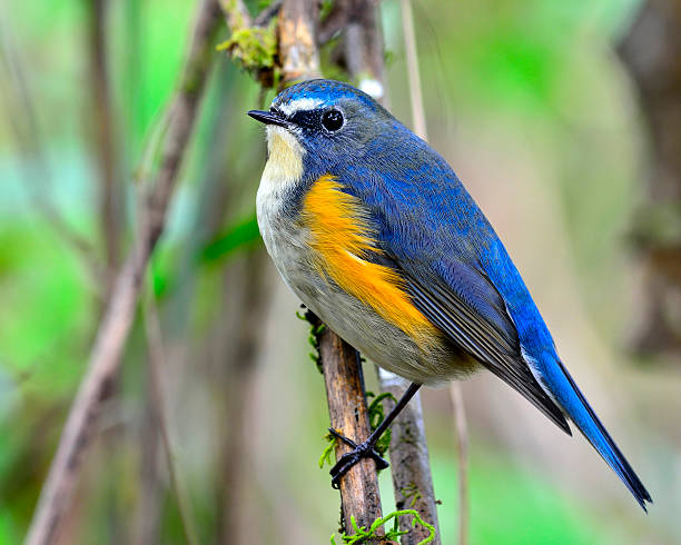 istock Red-flanked bluetail, the beautiful blue bird perching on branch 490796298