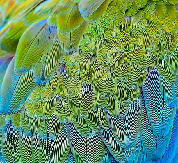 istock Texture of Blue and Gold Macaw Parrot Bird's Feathers 490796442