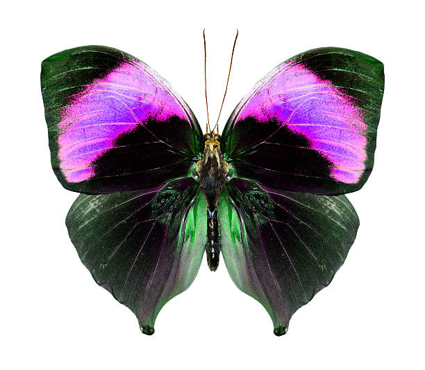 istock Beautiful Purple butterfly isolated on white background 490796678