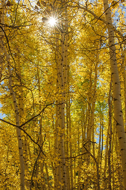 istock Autumn Sunburst through Aspen Trees 490796914