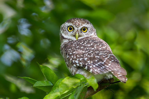istock Close up of Spotted owlet(Athene brama) 490797098