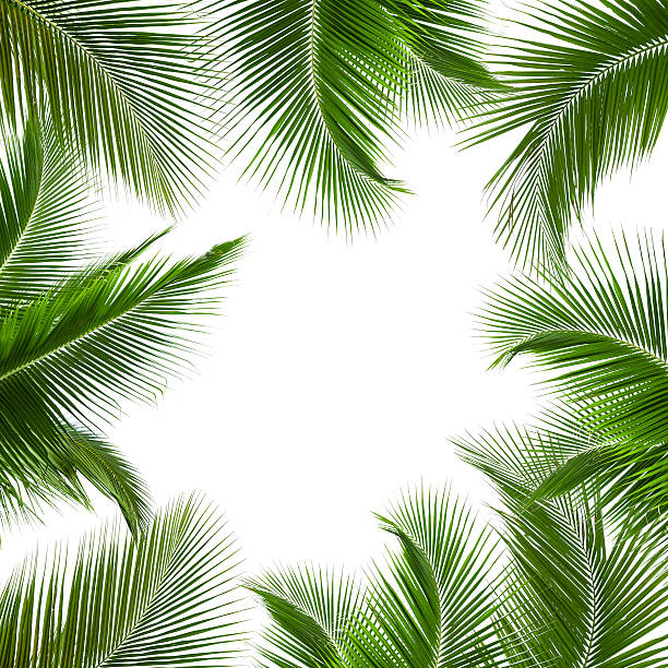 istock leaves of coconut tree isolated on white background 490797781