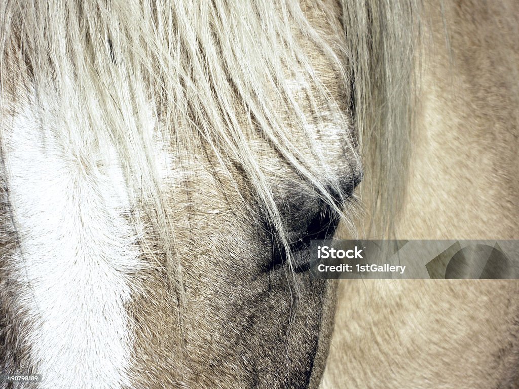 Ojo de caballo - Foto de stock de Aire libre libre de derechos