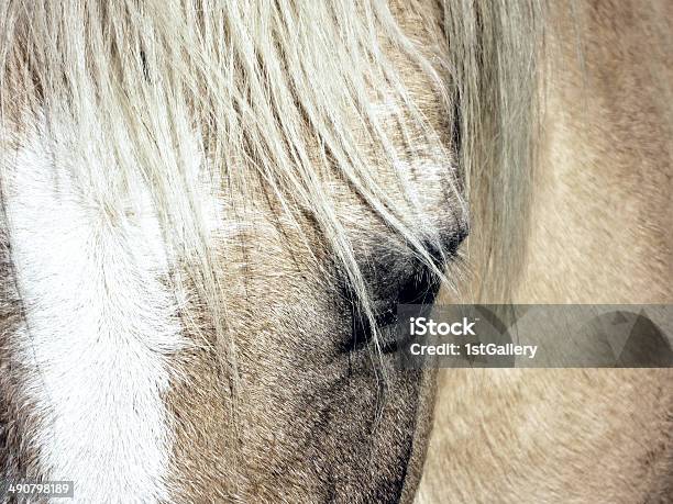 Ojo De Caballo Foto de stock y más banco de imágenes de Aire libre - Aire libre, Alazán - Color de caballo, Animal