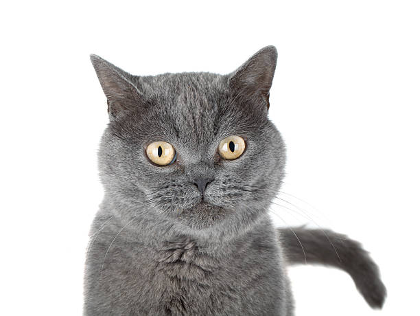 istock Closeup portrait of a grey cat 490798377