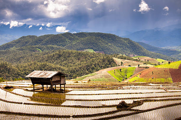 istock Rice terraces on the mountain. 490799163