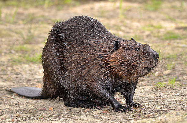 castor da américa do norte no chão - north american beaver fotos imagens e fotografias de stock