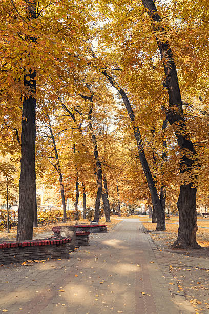 istock autumn city park in morning 490799890