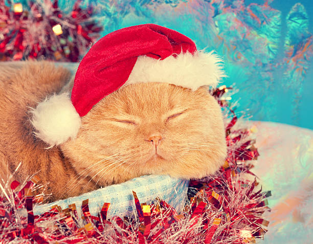 istock Cat wearing santa hat sleeping in a basket 490800724