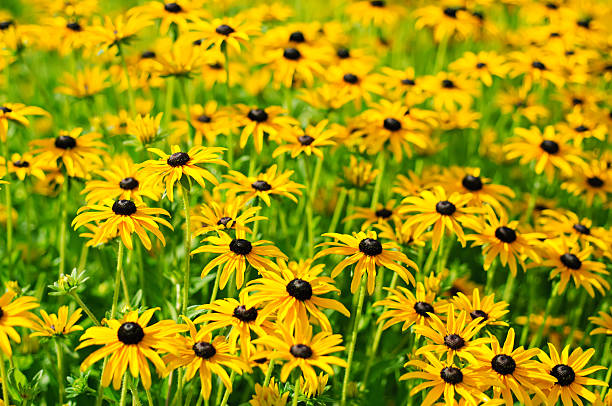 istock Rudbekia flowers 490801025