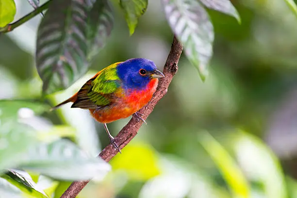 Photo of Painted bunting