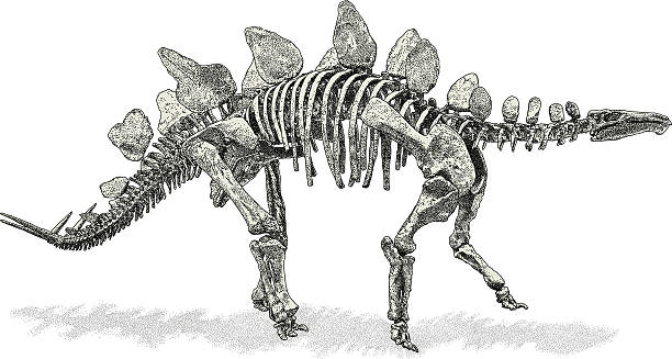 illustrazioni stock, clip art, cartoni animati e icone di tendenza di stegosauro - stegosauro