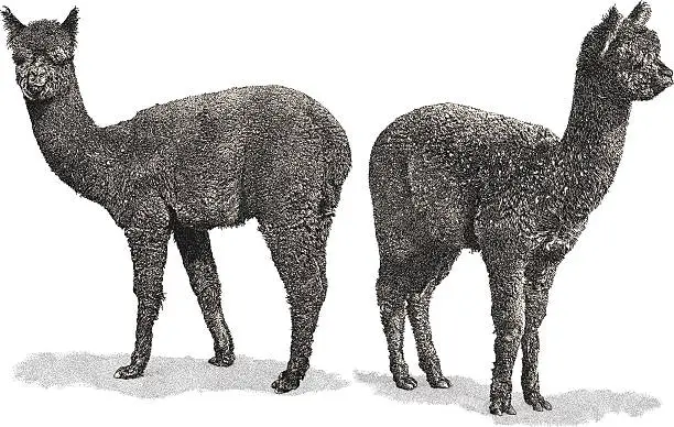 Vector illustration of Alpaca