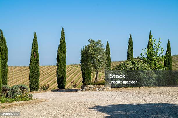 Cypress Tree On Tuscany Hill Chianti Florence Stock Photo - Download Image Now - Agricultural Field, Agriculture, Architecture