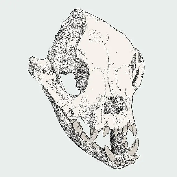 Vector illustration of Macaque Skull