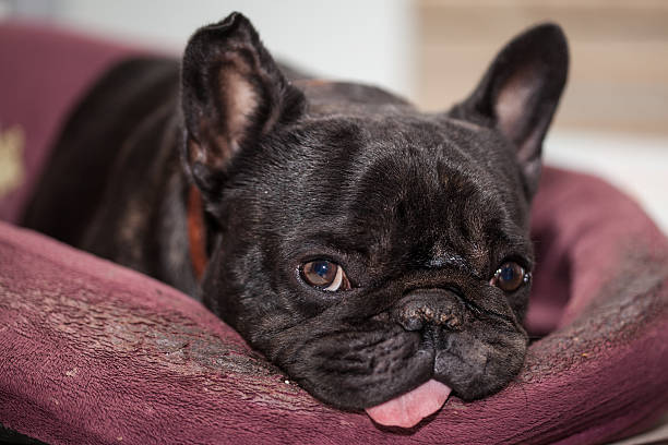 istock french bulldog relaxing 490812522