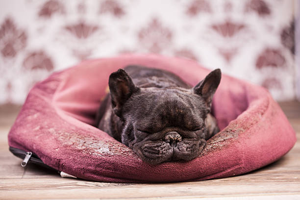 istock french bulldog relaxing 490813600