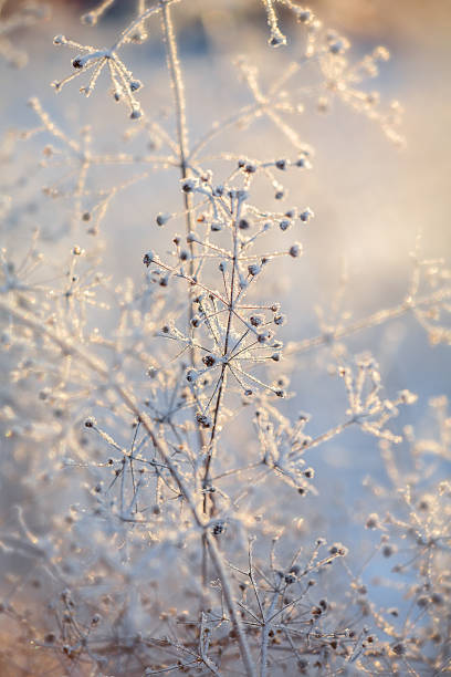 istock blue and brown dried frozen plants at sunset 490814754