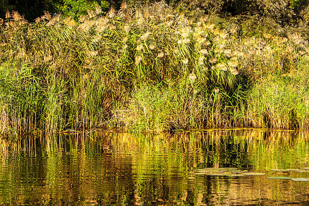 istock Landscape image of a small river reedy and old trees 490815650