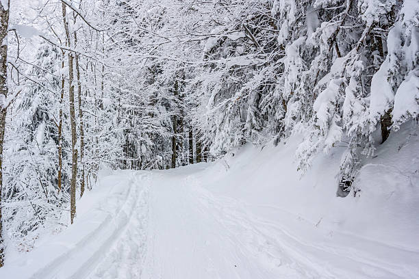istock Winter Landscape with Snow and Trees 490816826