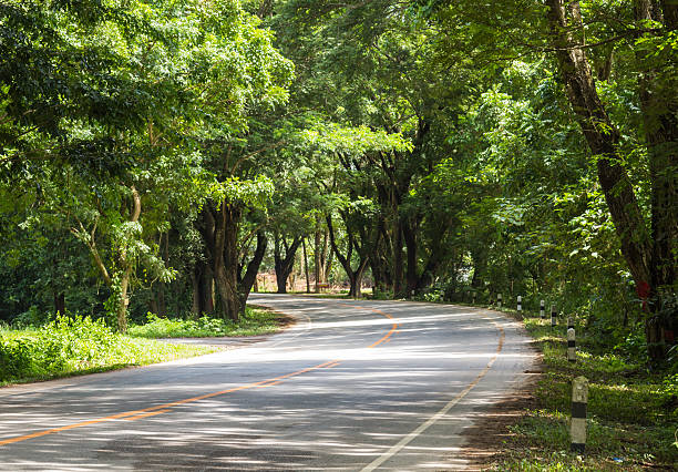 istock tree line in the country road 490816944