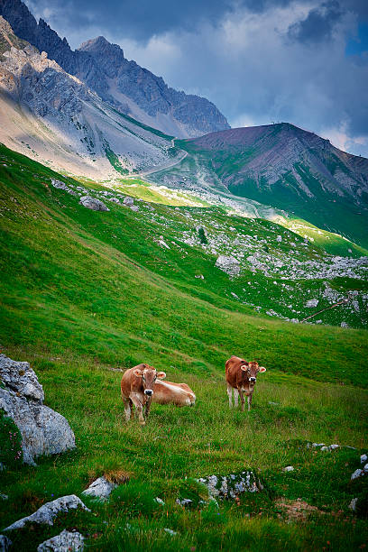 Cows on a mountain side in Northern Italy. Green area with grass. Summer  shadows from clouds run across the mountains