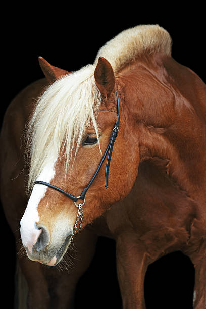 istock Beautiful red draft horse on black background. 490817566